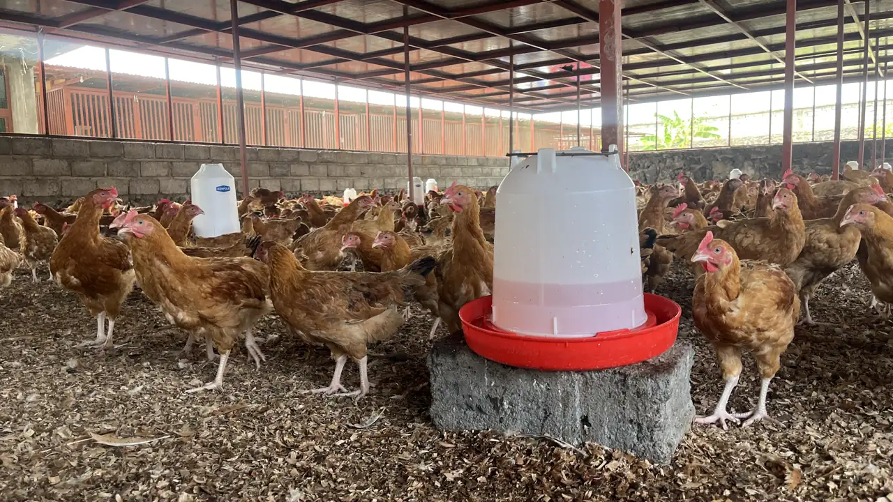 À propos de Jungle Poultry