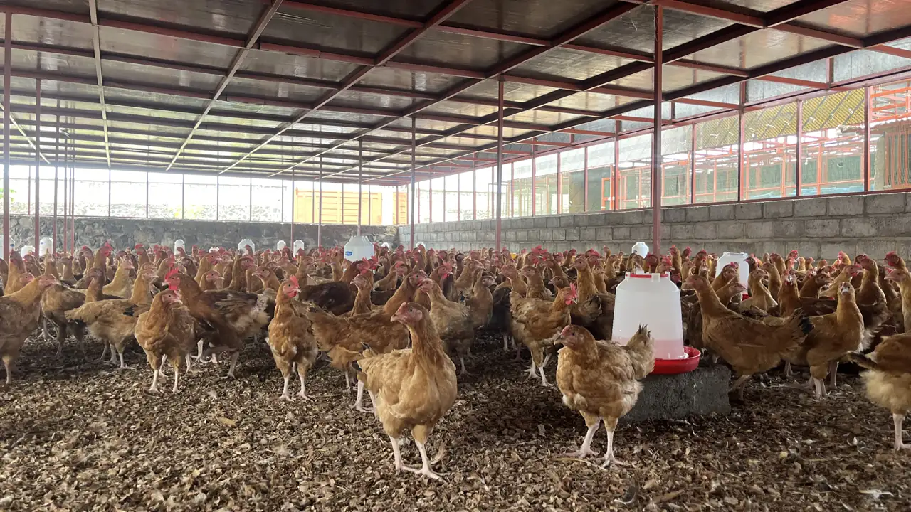 Actualités Jungle Poultry