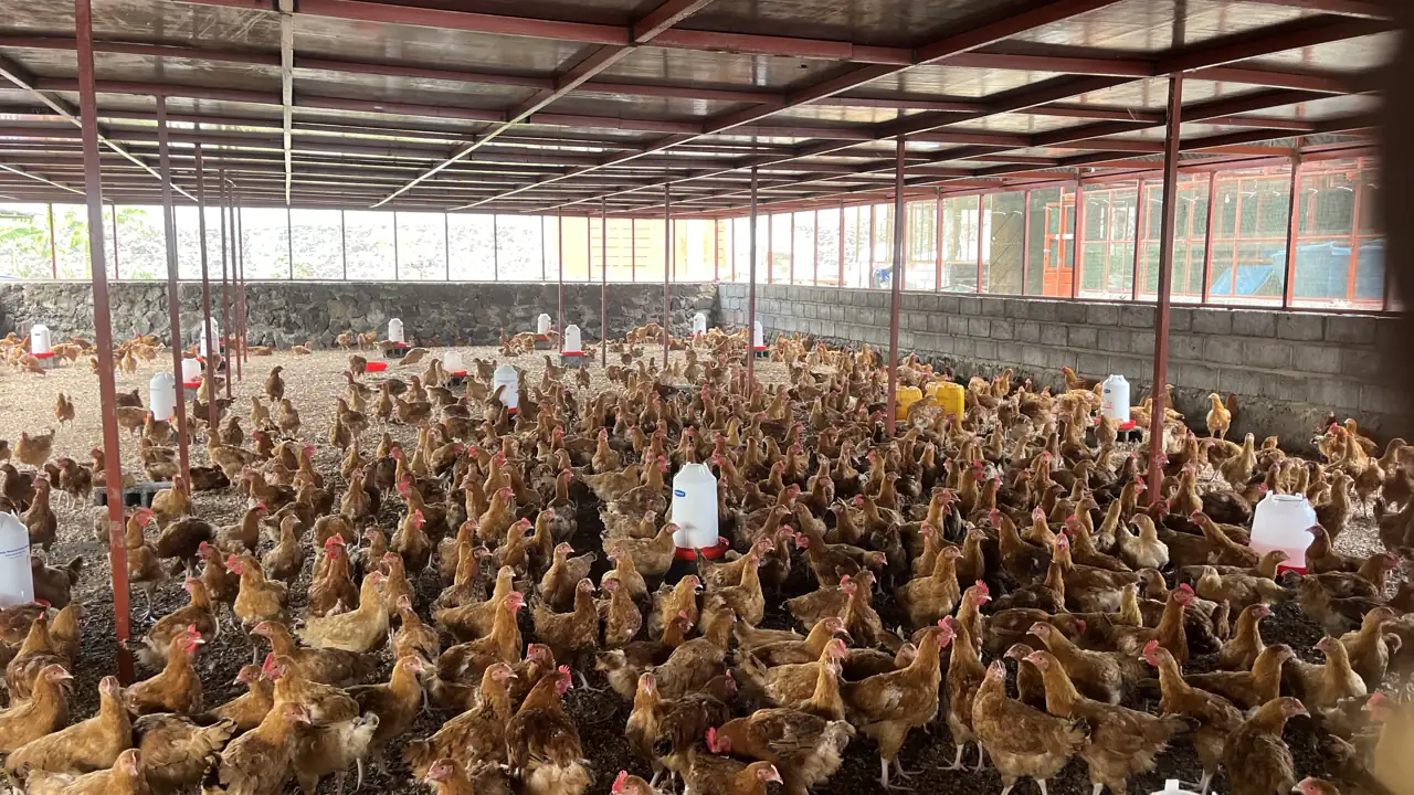 Élevage Jungle Poultry