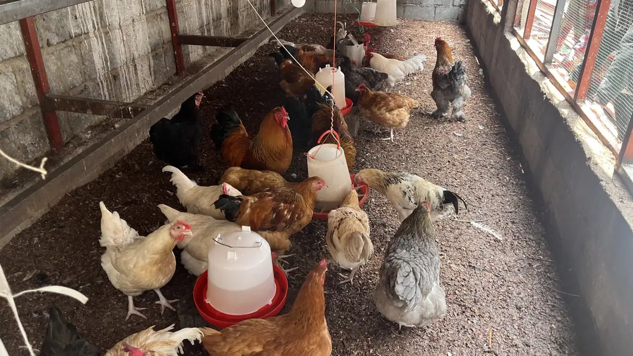 Élevage Jungle Poultry