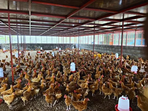 Poulets Sasso
