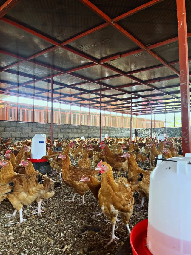Poussins Sasso d'un jour