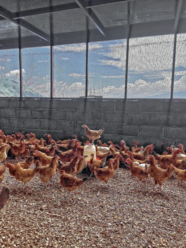 Poussins Kenbro d'un jour